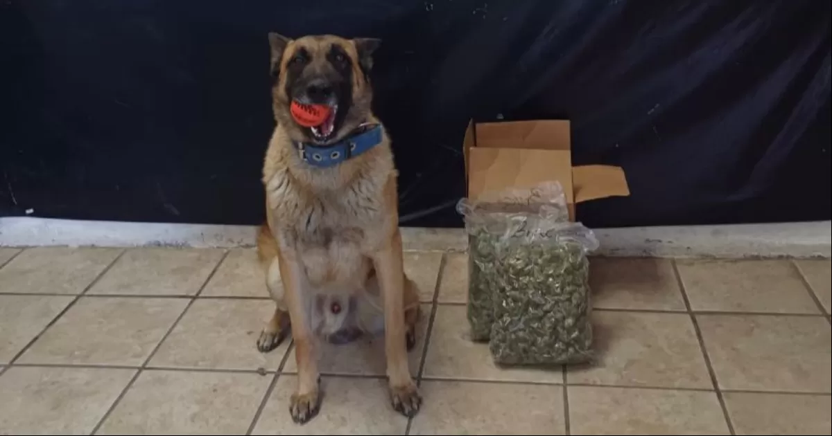 ¡Guau!: Perro detecta marihuana en centro de paquetería