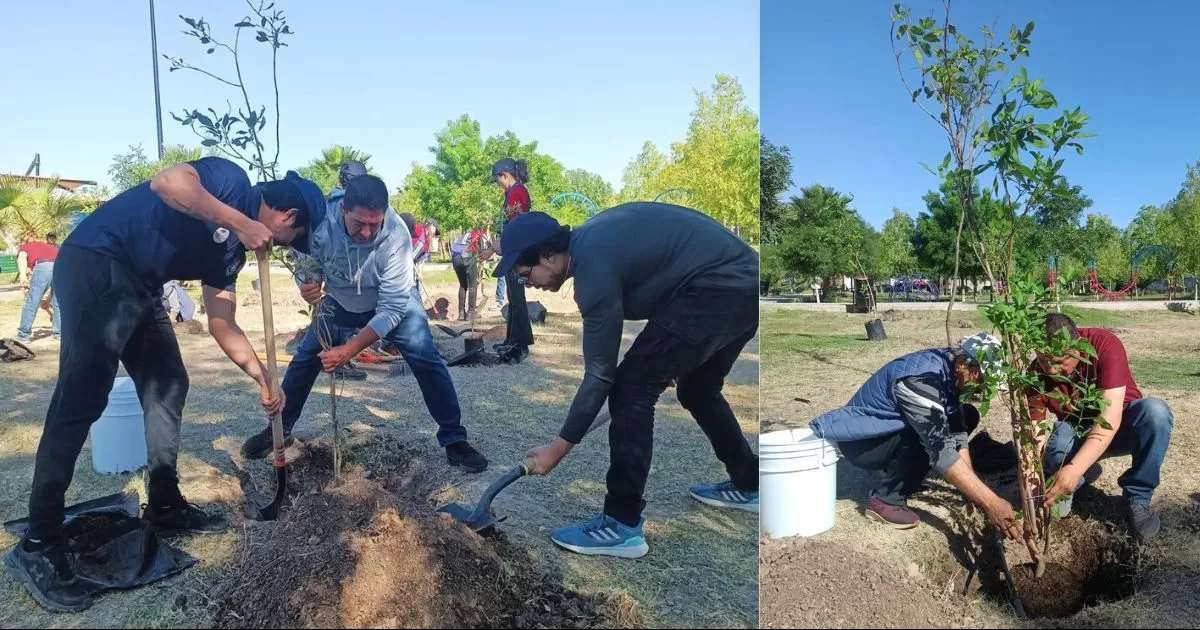 Las especies a plantar son las adecuadas para el clima de la regiÃ³n y provienen del Vivero Municipal.