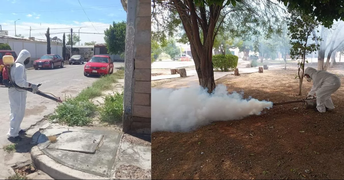 El equipo del Ã¡rea de vectores se dio cita en la colonia El Fresno, para fumigar la plaza del lugar y darle seguimiento a las trampas contra ratas que se habÃ­an colocado anteriormente.