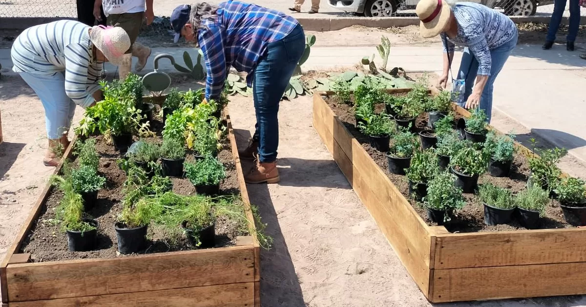 Realizan reforestación intensiva en Torreón