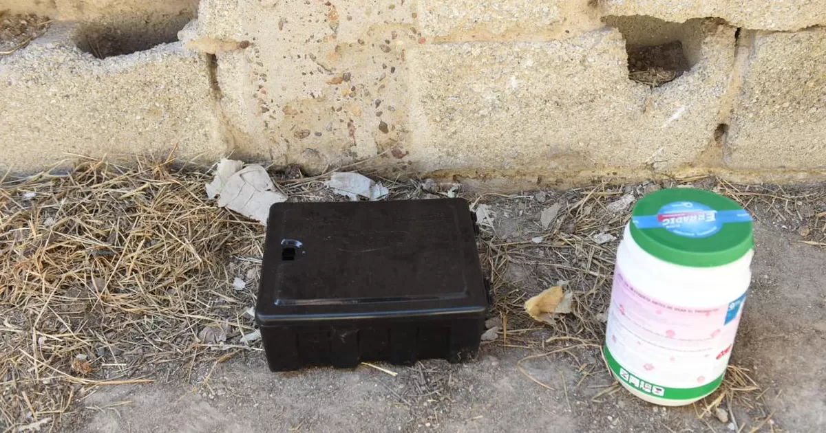 Jorge Mario Galván Zermeño, titular de la dependencia, informó que una vez que se colocaron trampas y cebos en algunas de las viviendas del sector habitacional, personal especializado ha retirado fauna muerta para evitar cualquier riesgo.