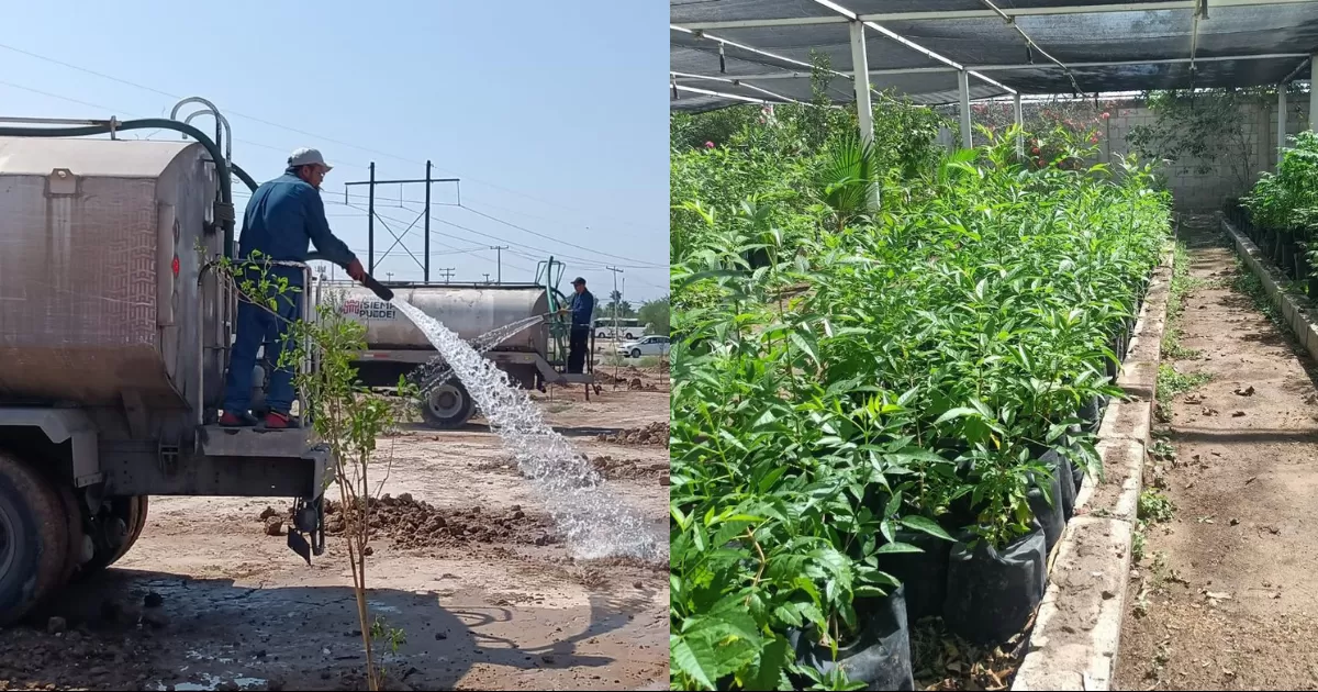 Avanza reforestación en Torreón
