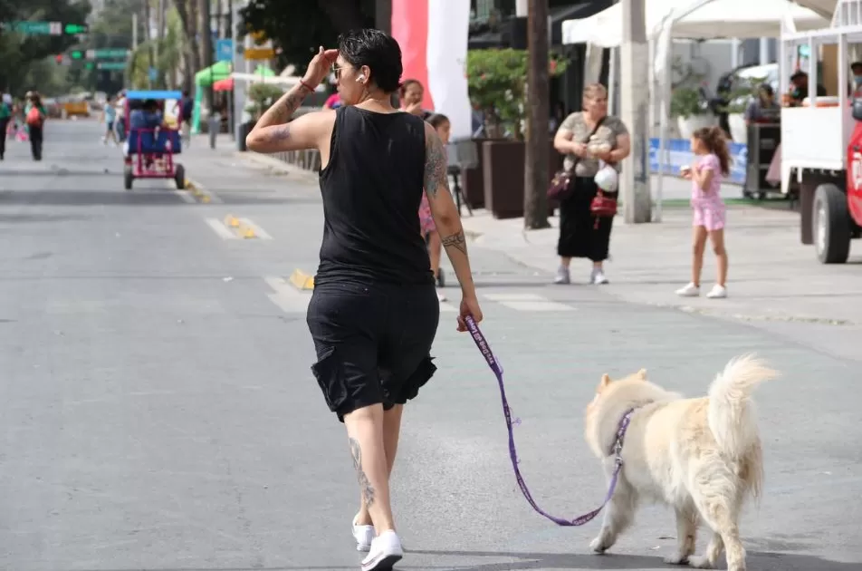 Golpe de calor en mascotas; Signos, cuidados y qué hacer en caso de crisis.