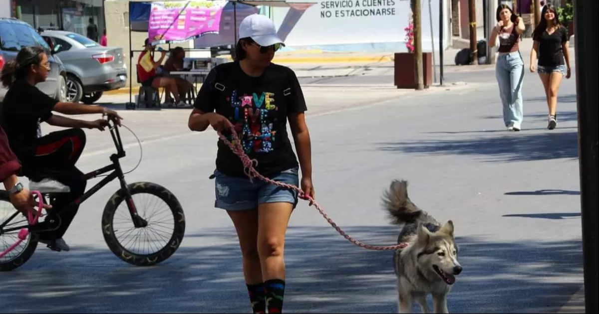 Piden a proteger mascotas de Torreón ante las altas temperaturas