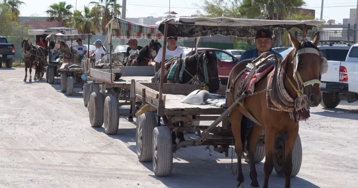 Empadronan a carromateros de Torreón