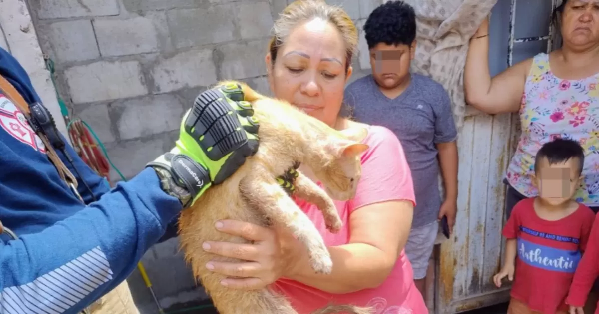 En minutos los agentes lograron sacar ileso al gato, mismo que fue identificado como mascota de una familia que lo buscaba desde temprana hora del mismo viernes.