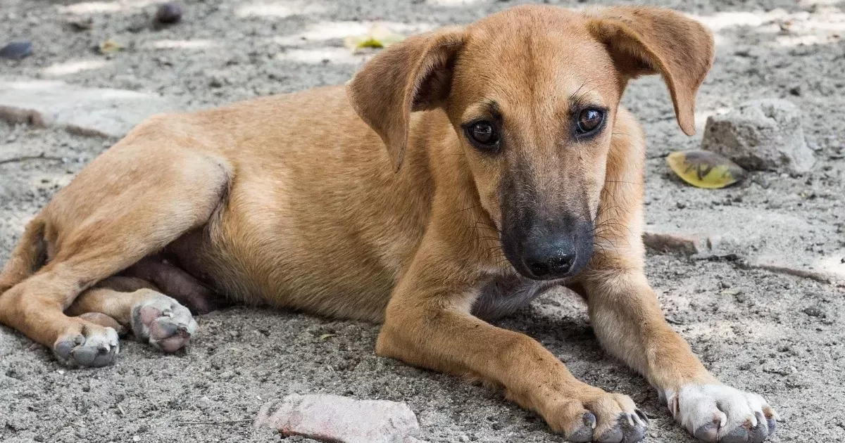 Durante los Ãºltimos aÃ±os el abandono de perros y gatos en MÃ©xico se ha convertido en un problema alarmante.