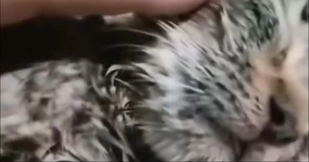 Buscan en redes al presunto agresor de un gato en Torreón