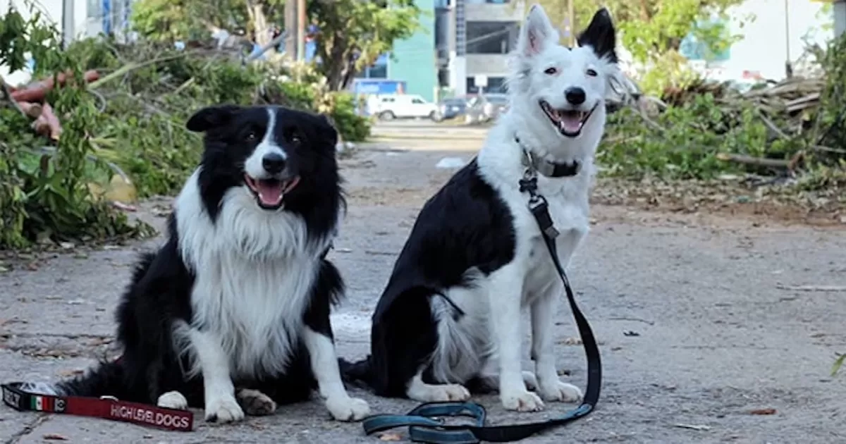 Orly y Halley, los perros rescatistas que buscan a desaparecidos por el huracán Otis en Acapulco