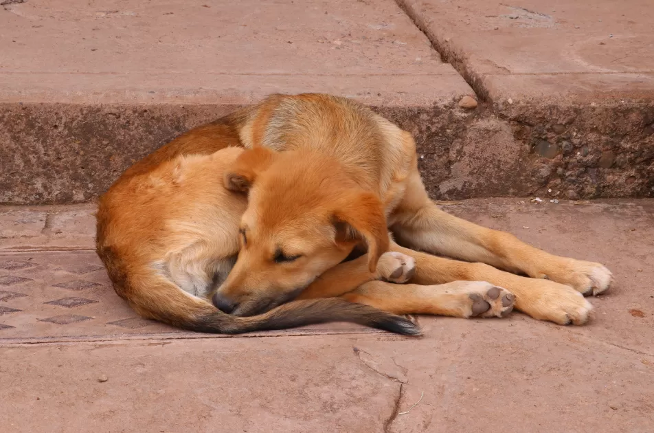 El centro de esterilización municipal ha llevado a cabo 35 mil procedimientos quirúrgicos a mascotas, de las cuales el 70% experimenta maltrato animal, ya que los dueños de los 24 mil 500 animales registrados hasta el momento los tienen viviendo en la calle.
