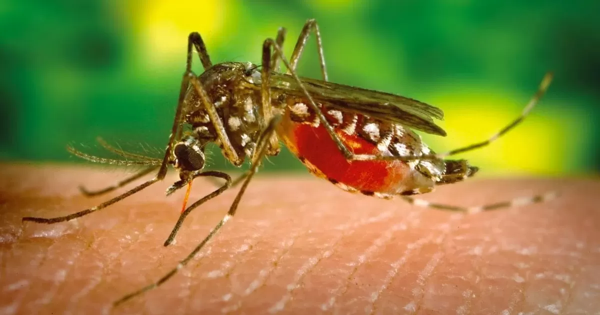 ¿Qué es el virus mortal Chandipura que afecta principalmente a menores de 15 años en la India?