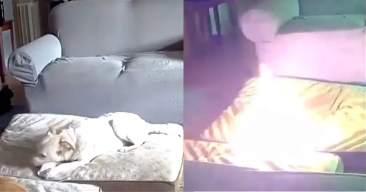 Las mascotas pudieron escapar del lugar a travÃ©s de la puerta para perros.