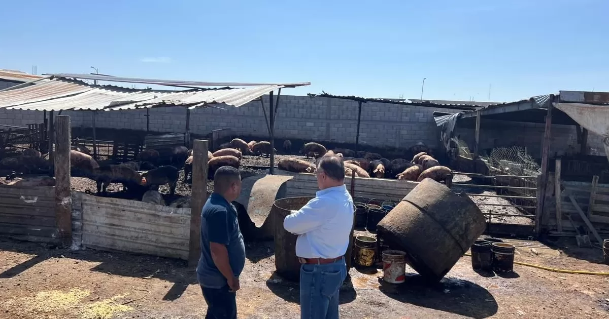 Retiran en Gómez Palacio corrales porcinos de la mancha urbana