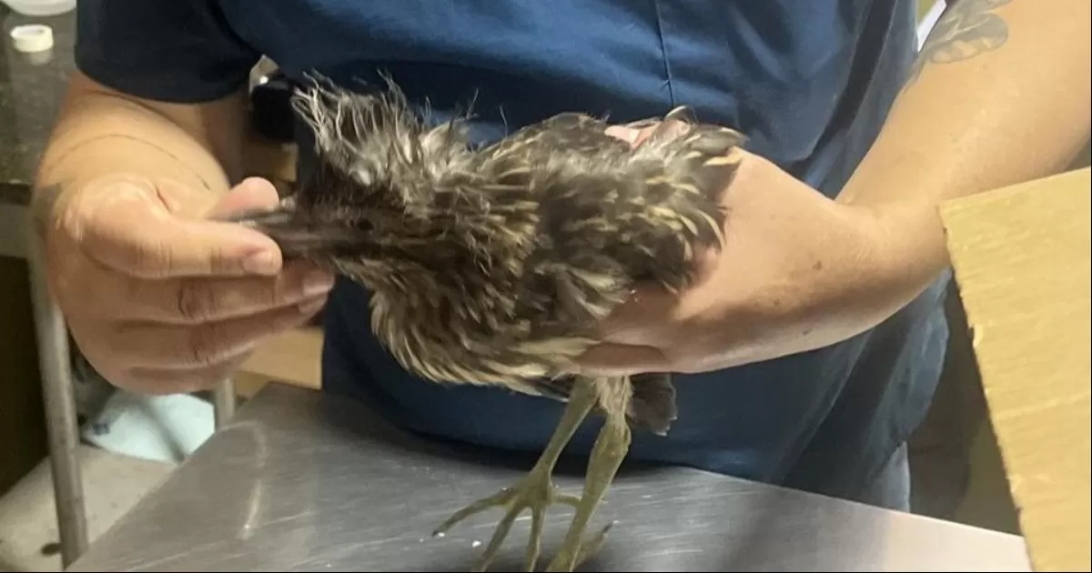 Se detalló que las especies rescatadas son: una garza, un coyote, un mapache, dos tortugas de tierra, tres tlacuaches, dos víboras de cascabel y tres serpientes de distintas especies.