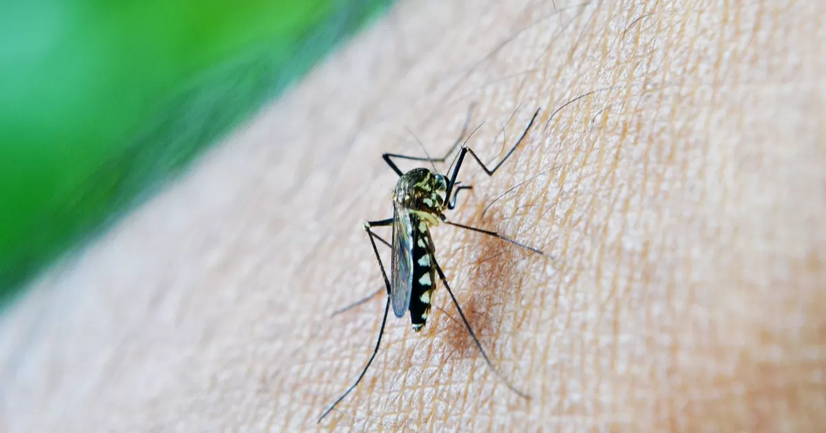 En su reciente visita a la región, Alfonso Gutiérrez Rocha, director de Salud Pública de la Secretaría de Salud en Durango indicó que el dengue es común en temporada de calor y en zonas que se encuentran por debajo de los mil 200 metros sobre el nivel del mar, como es el caso de La Laguna.