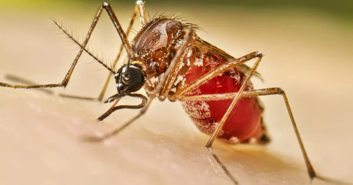 La Secretaría de Salud de Coahuila además contabiliza de forma acumulada 274 casos positivos del dengue en el municipio de Torreón, primer lugar estatal en contagios; le sigue de cerca Francisco I. Madero con 221 casos; Zaragoza con 182 y Saltillo con 166 casos.