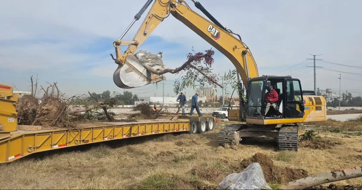 Concluye reubicación de árboles del Metro Parque Río Nazas