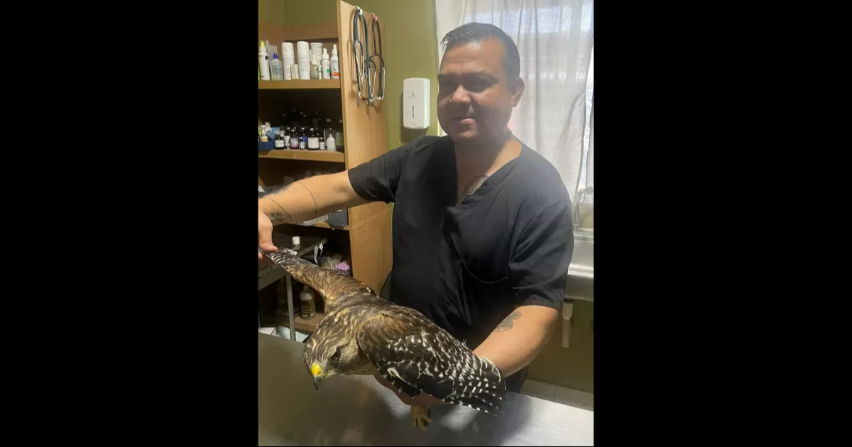 El rescate ocurrió afuera de un domicilio cuyos propietarios reportaron la presencia del ave, solicitando el apoyo del personal de Ecología.