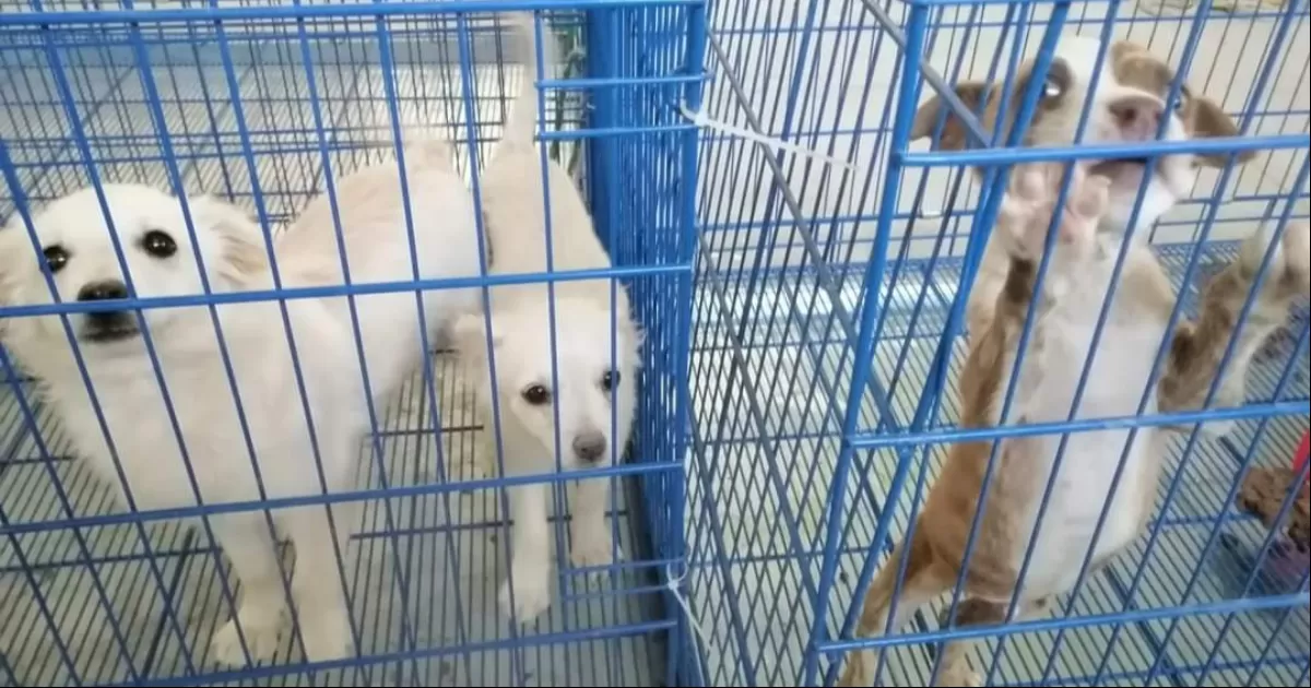 Ofrecen servicios gratuitos de salud animal en Gómez Palacio