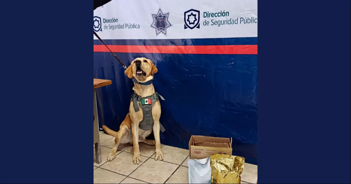 Escuadrón canino asegura droga en paquetería de Torreón