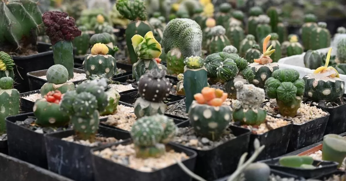 Los costos de recuperación de cada especie van desde los 20 pesos, incluyendo además asesoría en mantenimiento, cuidado y consejos prácticos respecto a la estética de cada planta adquirida.