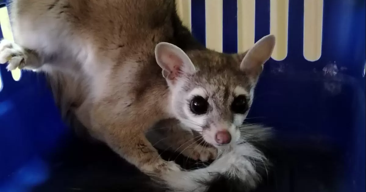 La presencia de animales como el cacomixtle en áreas urbanas está aumentando, debido a la pérdida de sus hábitats naturales y la necesidad de encontrar alimento. A pesar de ser un animal solitario y nocturno, el cacomixtle puede adaptarse a diversos entornos.