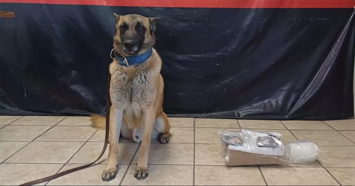 Agente canino de Torreón logra nuevo aseguramiento de droga.