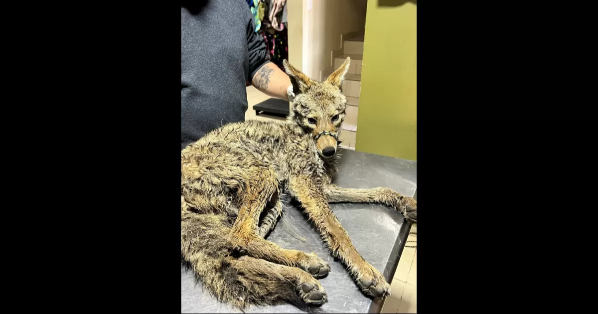 El coyote fue trasladado al médico veterinario zootecnista Fernando Morales Soto para una valoración médica. Los primeros diagnósticos indicaron que el animal presentaba deshidratación y desnutrición, probablemente debido al estrés y las dificultades para encontrar alimento en un entorno urbano.