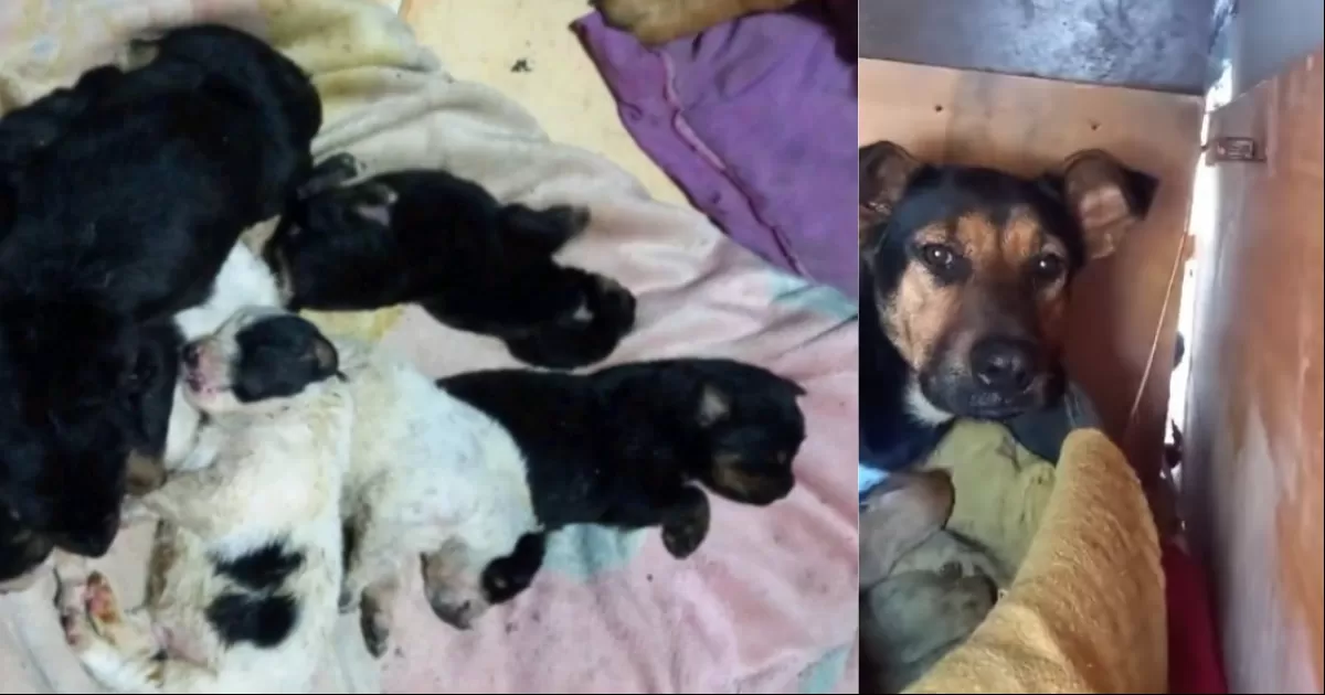 Al observar de cerca, se percataron de que era una perrita agonizante, con sus cachorros a unos metros; pese a los esfuerzos de rescatarla, el animal perdió la vida, dejando a sus cachorros que afortunadamente no resultaron lesionados.