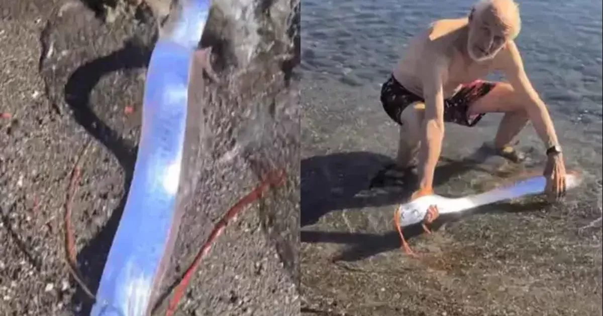 Este escurridizo animal, que usualmente habita a profundidades de hasta 1 kilÃ³metro, fue descubierto en la costa de la playa El Quemado