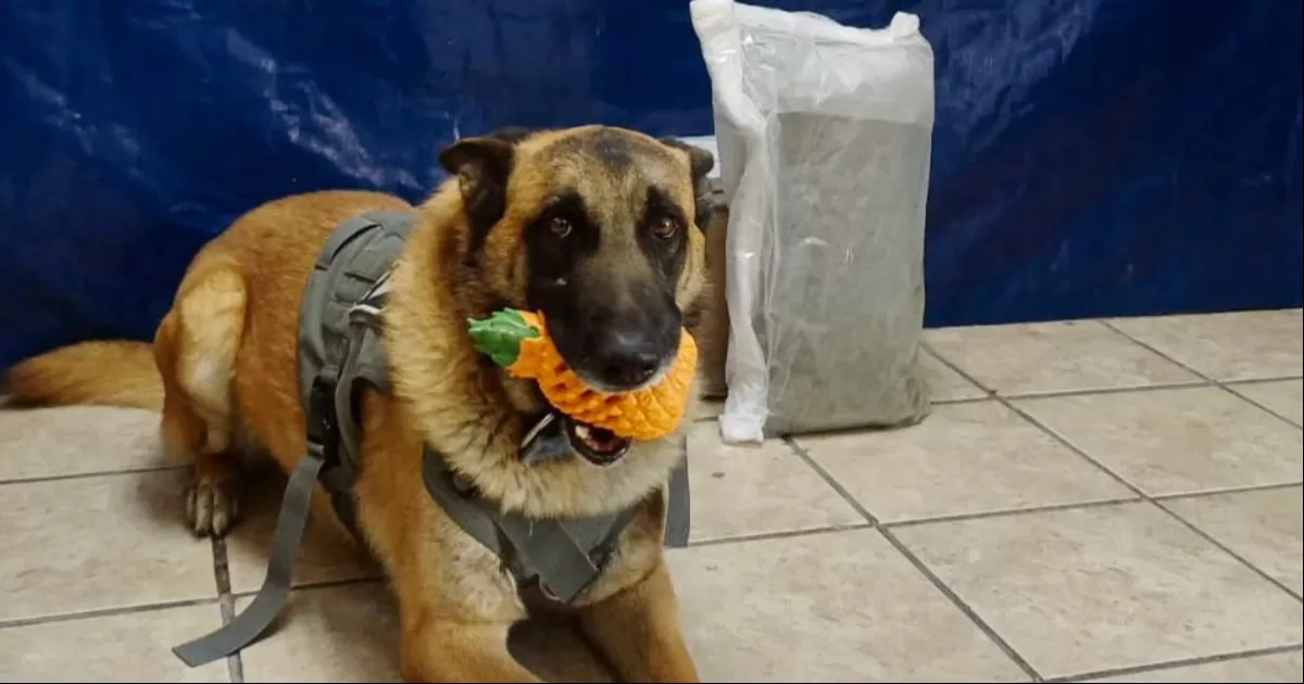 El binomio canino ‘Olivia’ inspeccionó entradas, salidas, almacenes y zona de paquetería de la empresa J&T EXPRESS, siendo acompañados en todo momento por el encargado del establecimiento.
