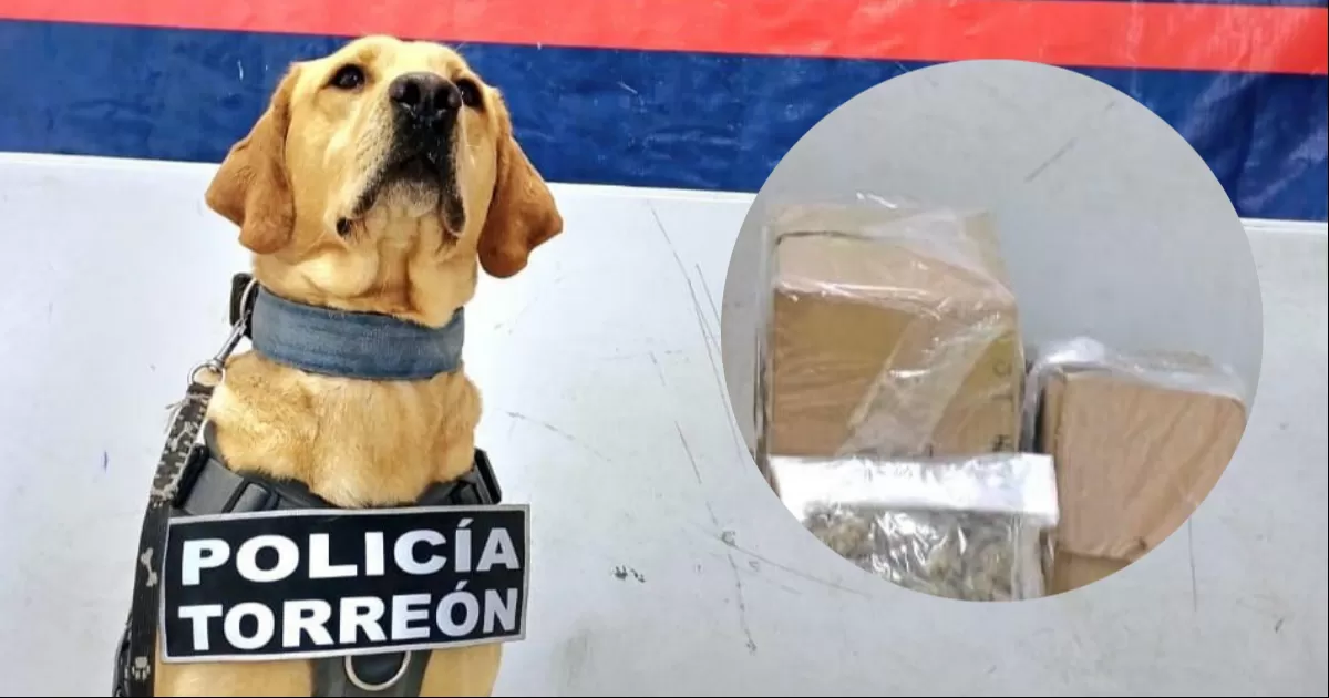 Van 7 aseguramientos de droga en paqueterías de Torreón en 2025