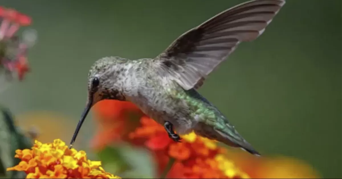 Â¿QuÃ© significa ver o que se te acerque un colibrÃ­ sin motivo aparente?