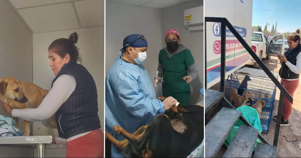 Gómez Palacio lleva a cabo jornada de esterilización de mascotas