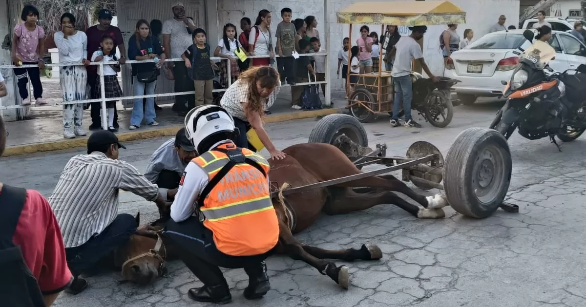 Caballo provoca accidente en Torreón, el equino quedó lesionado en el lugar