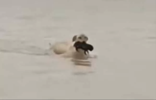 La perrita cruzÃ³, con su cahorrito en el hocico, una de las inundaciones para resguardarse en un terreno seco