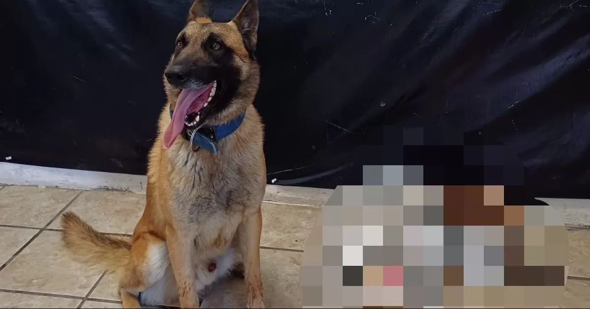 ¡Otra vez! Binomio canino detecta paquete con droga en Torreón