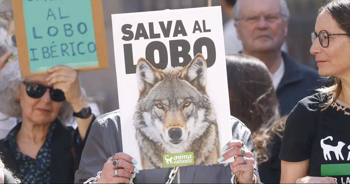 El Congreso aprobÃ³ la salida del lobo del Listado de Especies Silvestres en RÃ©gimen de ProtecciÃ³n Especial (Lesrpe), mediante una enmienda del PP