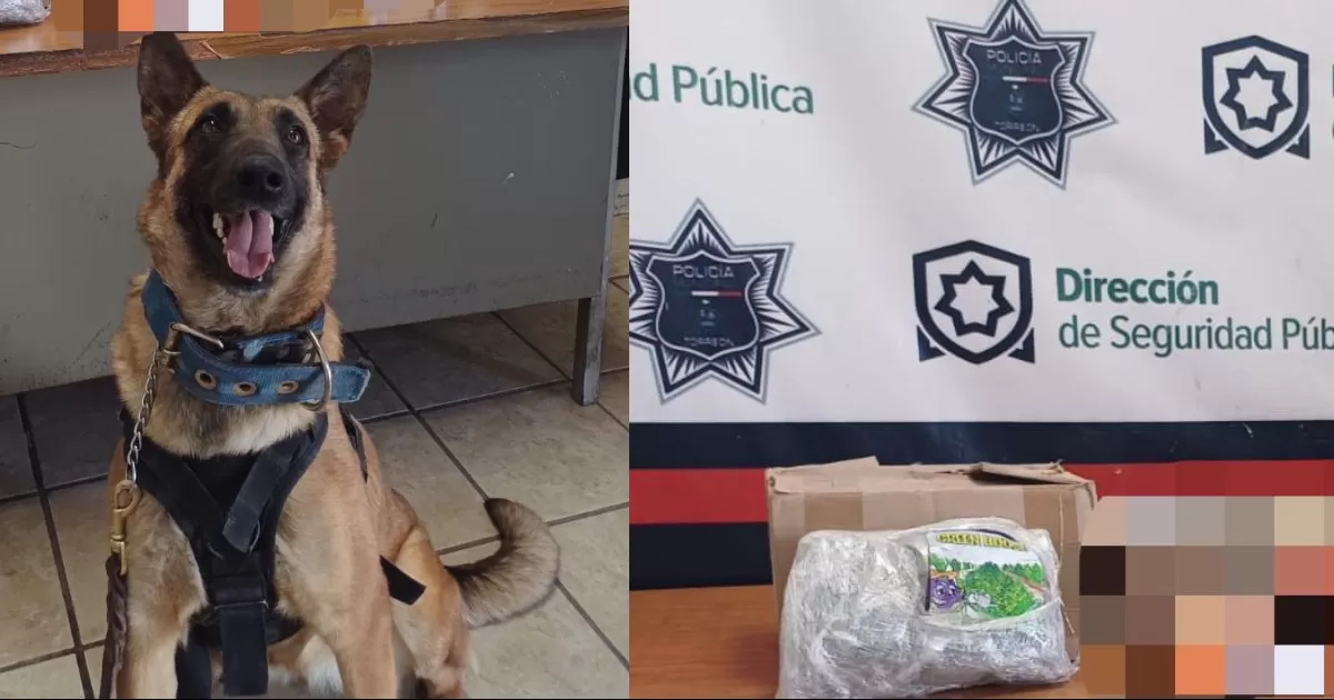 Agente canino de Torreón logra nuevo aseguramiento de droga