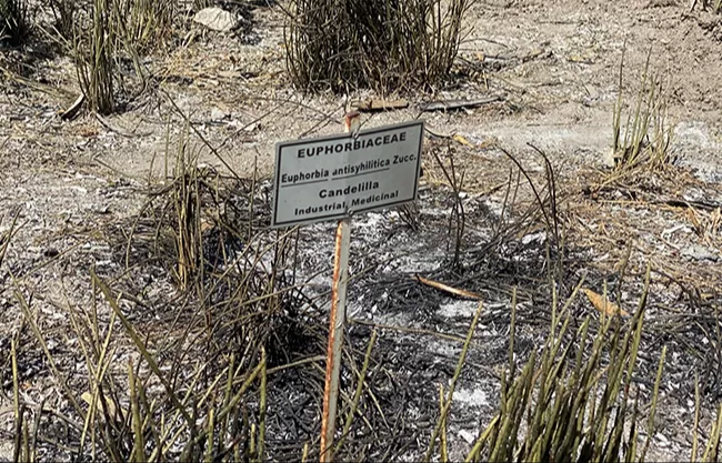 Incendio afecta a jardín botánico de la Narro