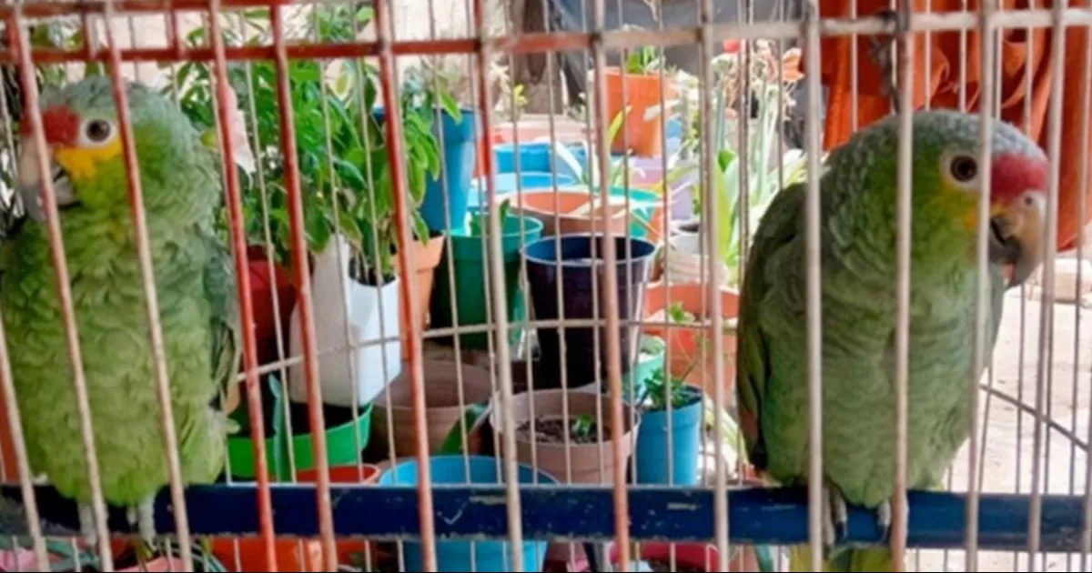 Rescatan a 63 ejemplares de fauna silvestre en un domicilio cateado en Querétaro