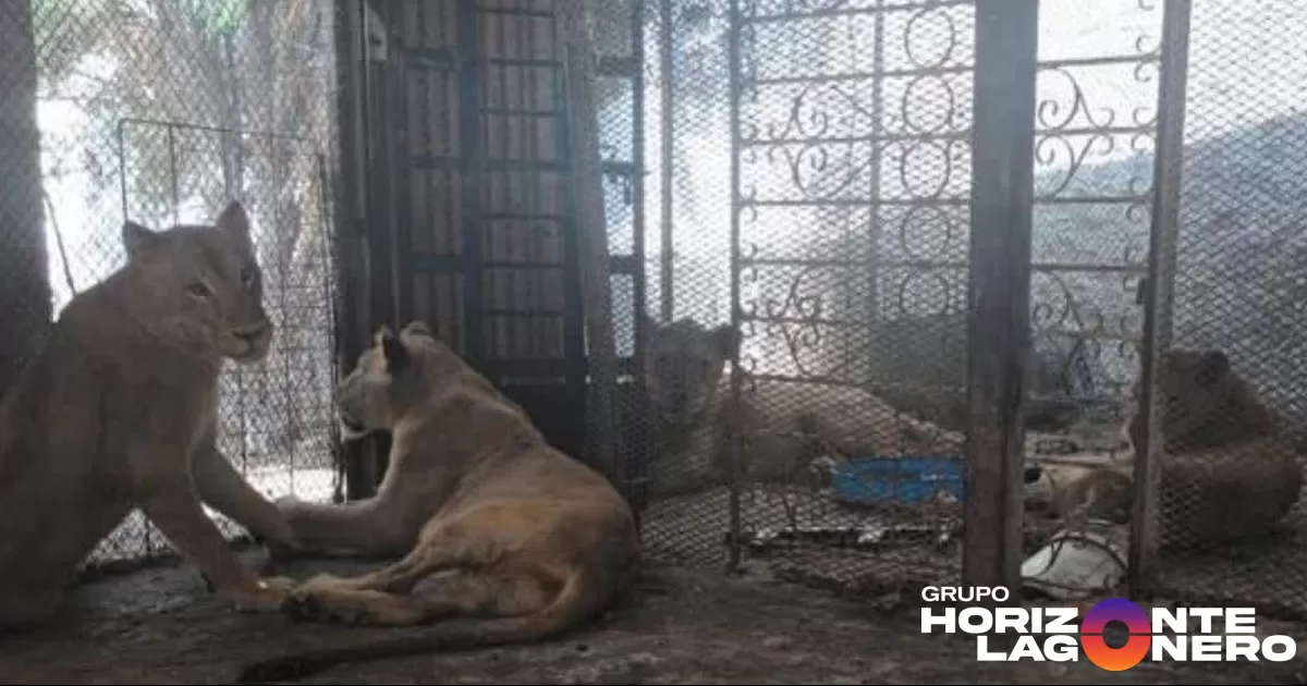Encargados del Bioparque compartirán la información mediante una transmisión en vivo, en punto de las 15:30 horas.