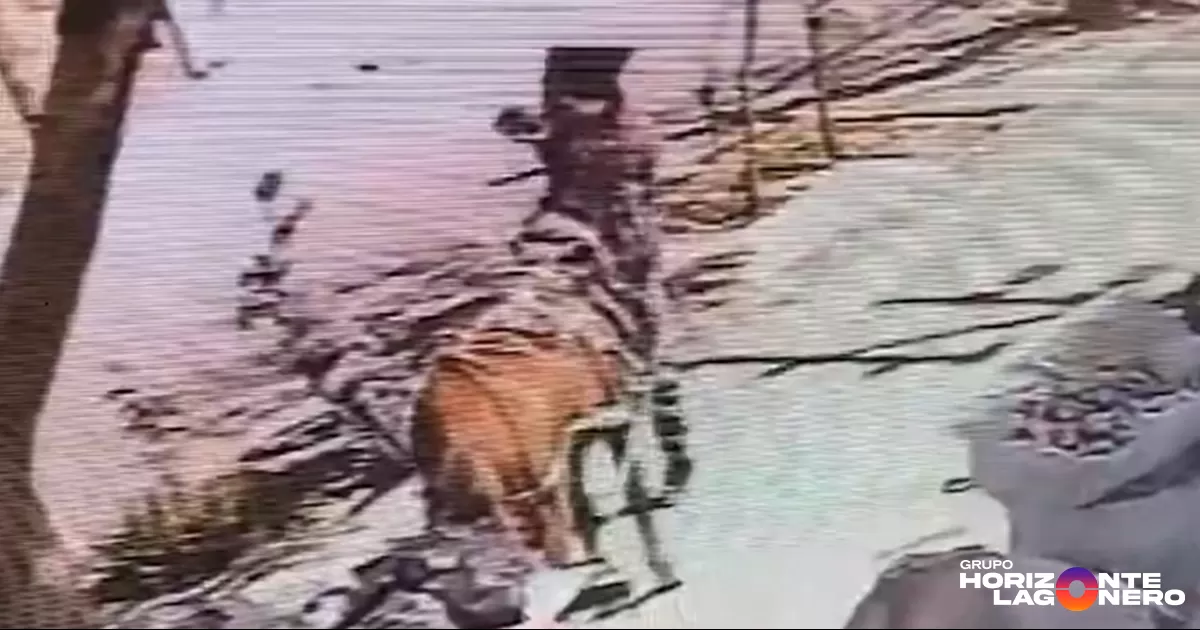 La denuncia en redes sociales trascendió además a la Fiscalía del Estado de Coahuila, misma que durante este mismo lunes solicitó el apoyo de la Policía Municipal de Torreón para asegurar el animal y realizar una indagatoria contra el responsable.