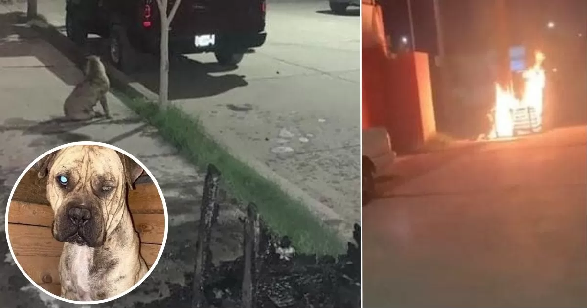 Incendian casa de perro en Gómez Palacio, genera indignación.