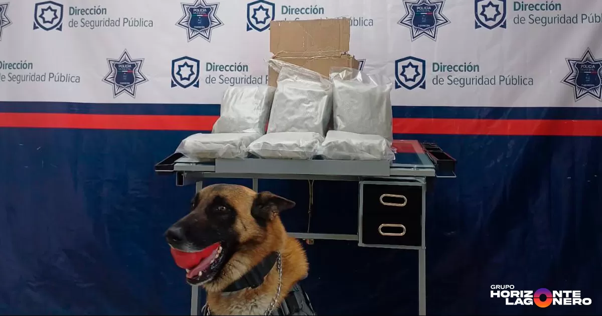 El aseguramiento se dio gracias al apoyo de un elemento canino “Noa” del grupo K9, quien mediante la supervisión por parte de los oficiales localizó dicho paquete con un valor estimado de más de 152 mil pesos en el mercado mexicano.