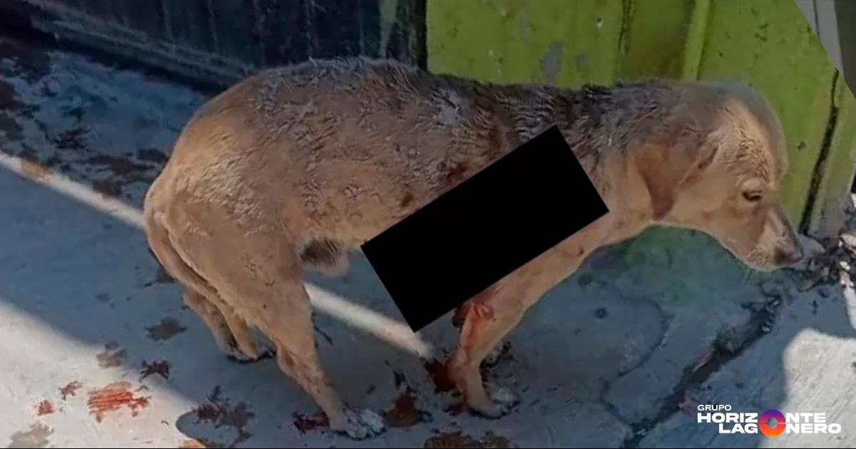 Argentina Carrillo, abogada y fundadora de la asociación Defensoria Animalista Laguna, informó que el hecho se registró en el ejido El Perú perteneciente al municipio de Torreón.