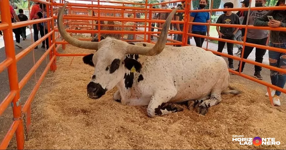Con la presencia del gusano barrenador en el sur del país, que afecta al ganado mexicano, el rector de la Narro, Alberto Flores Olivas, señaló que también la institución podría resultar afectada, pues tiene campos experimentales con ganado en Chiapas, donde más riesgo hay de contagio.