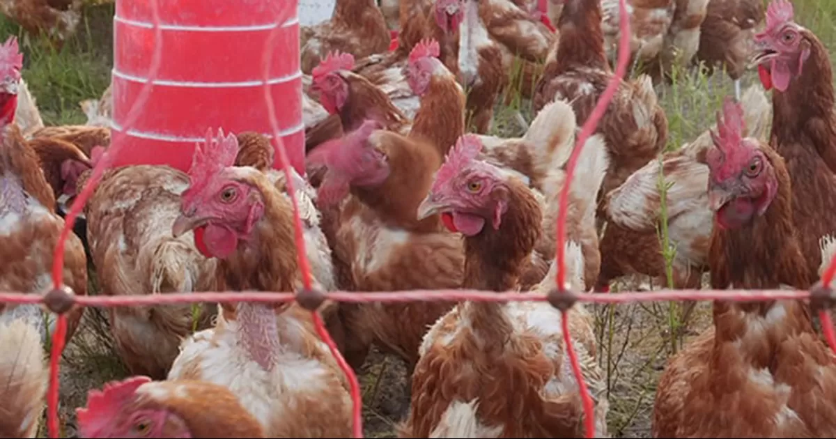 Brasil, el mayor exportador de pollo en el mundo, detectÃ³ el virus de influenza aviar en una granja comercial el aÃ±o pasado