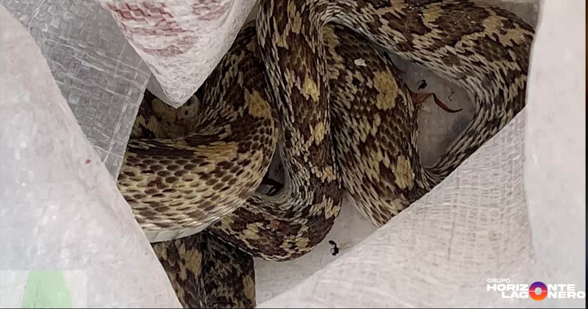 El aseguramiento del reptil fue gracias a la intervención del personal, se evitó cualquier situación de riesgo, tanto para la población como para el ejemplar de fauna silvestre.