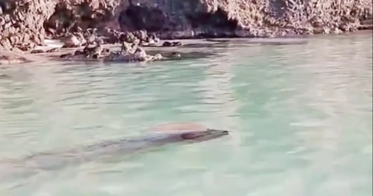 Captan vivo al â€œpez del fin del mundoâ€ en playa de Baja California Sur: imÃ¡genes
